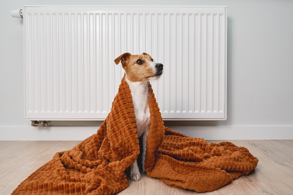 Dog freezing at home, sitting near heating radiator