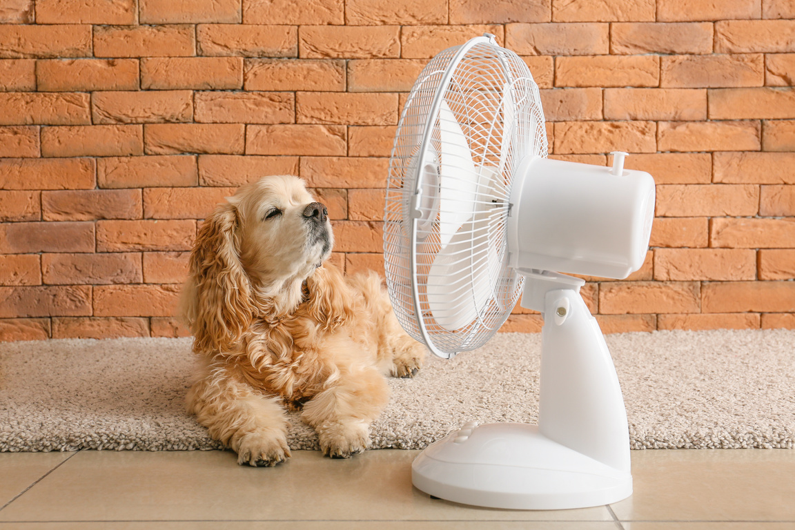 Cute Dog and Electric Fan
